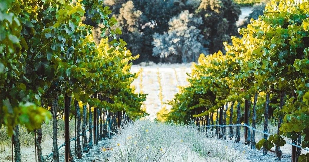Vigo Cellars