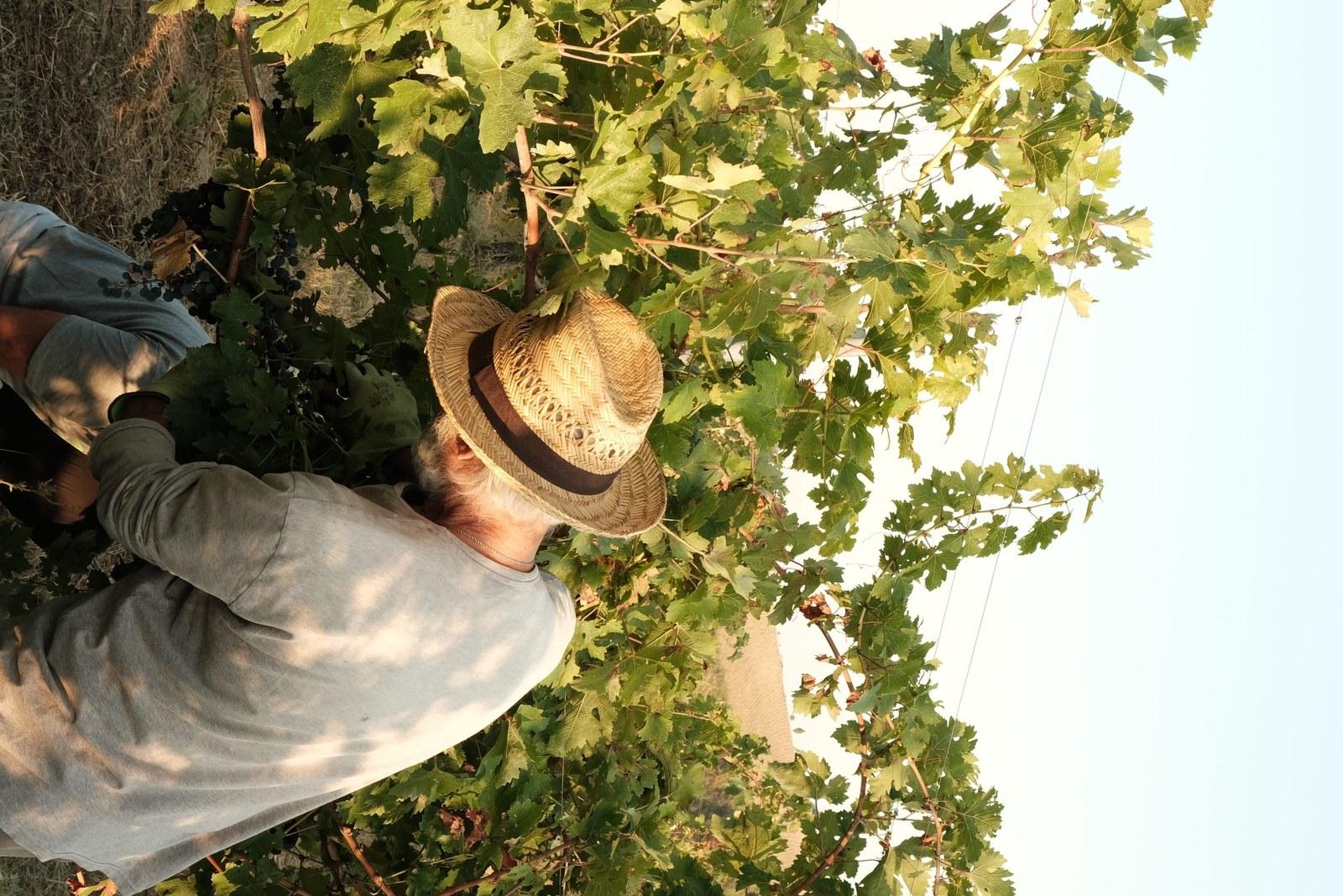 Azienda Vitivincola Selve Vi Naturale