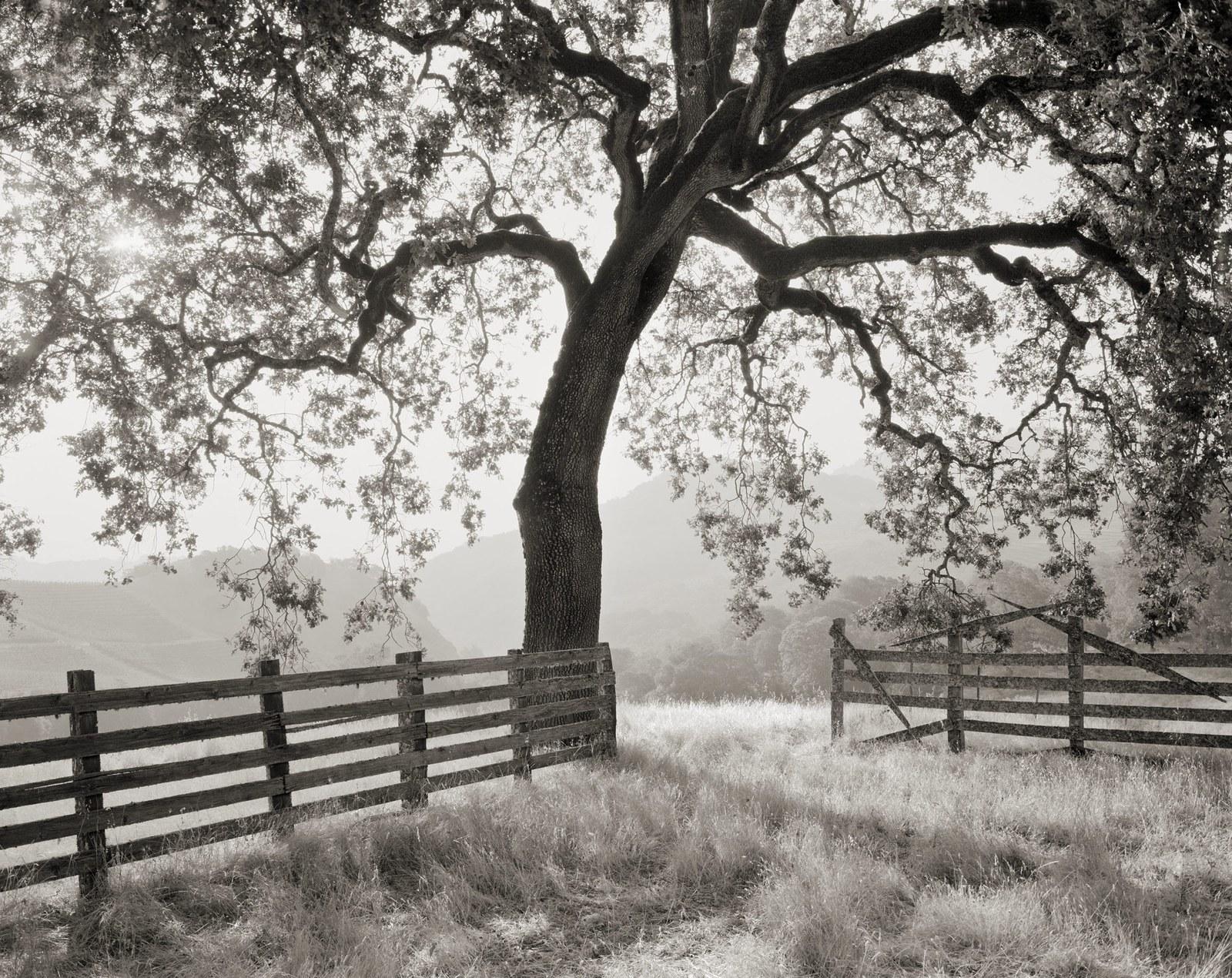 Cain Vineyard & Winery