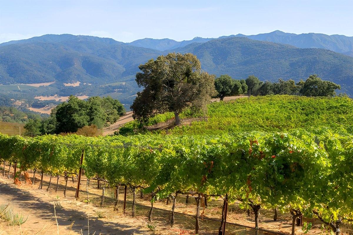 Galante Vineyards