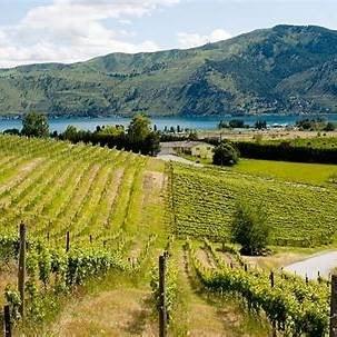 Hard Row to Hoe Vineyards
