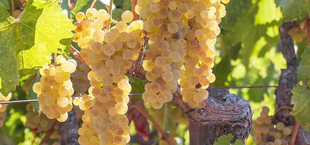 Lost Sierra Wine Co