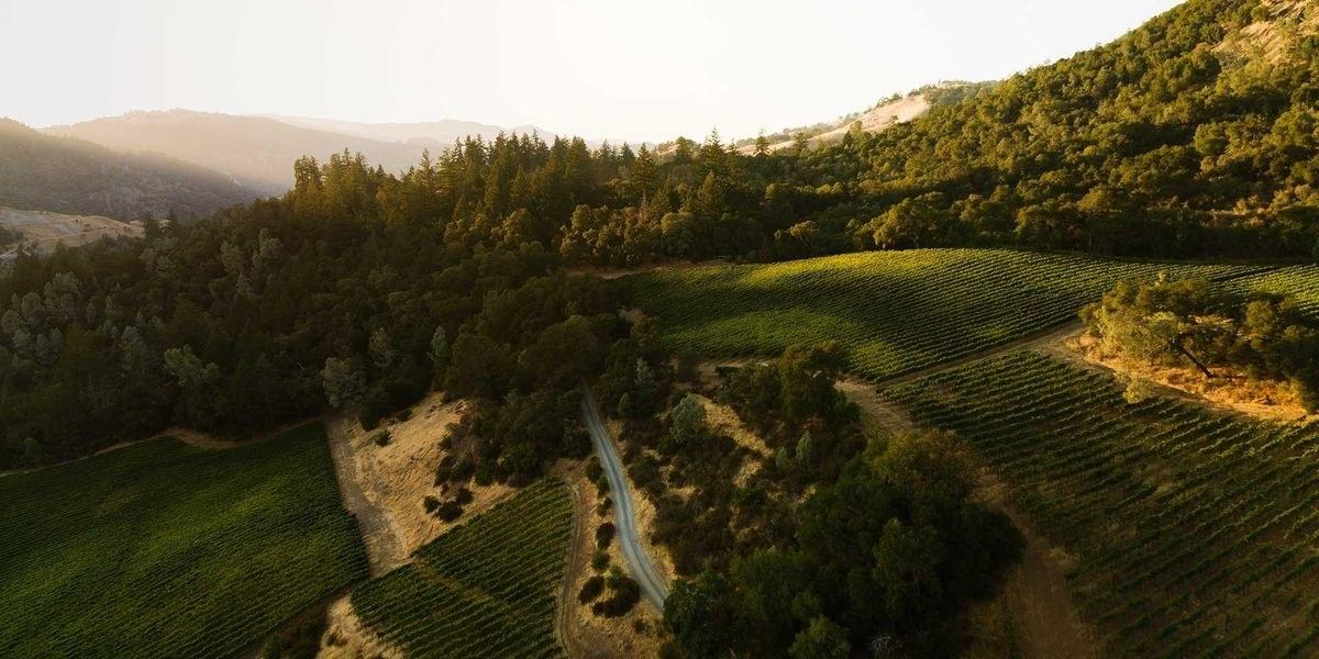 Decoy Wines