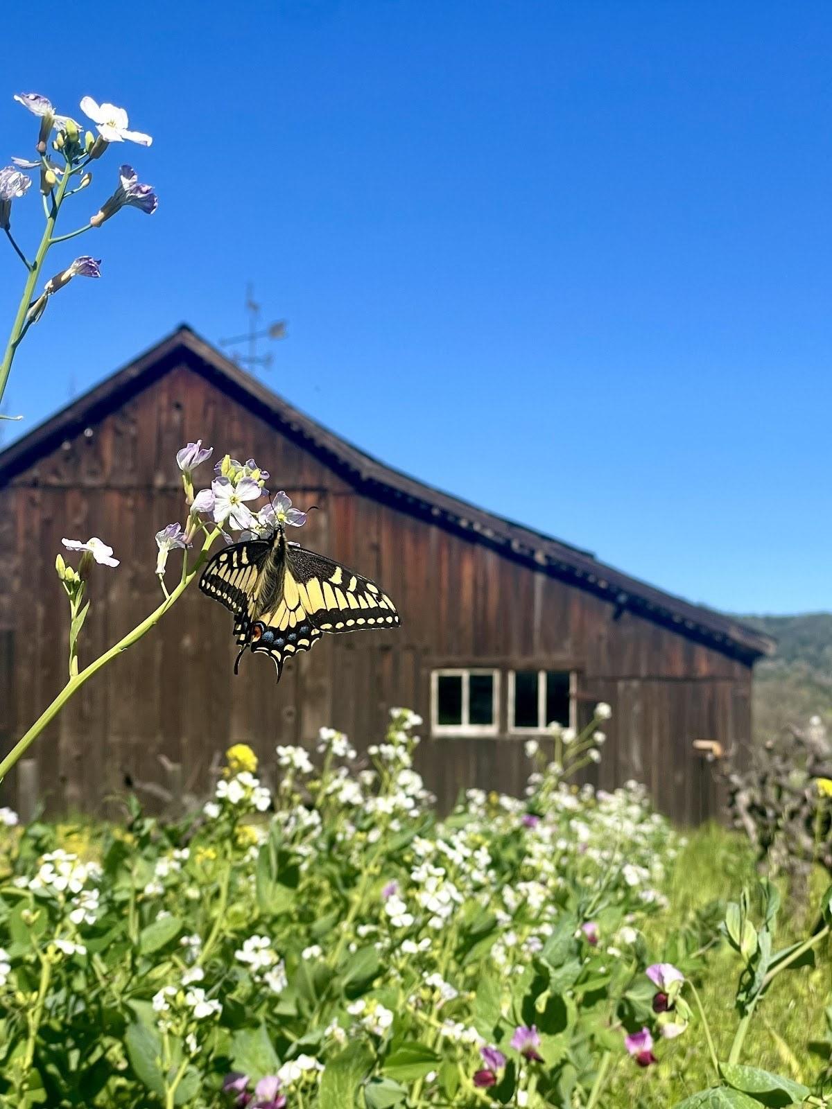 Capo Creek Winery