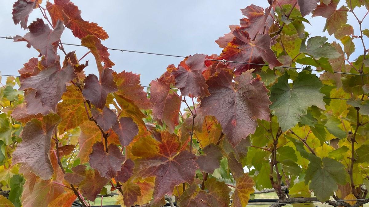 Paradisos del Sol Winery