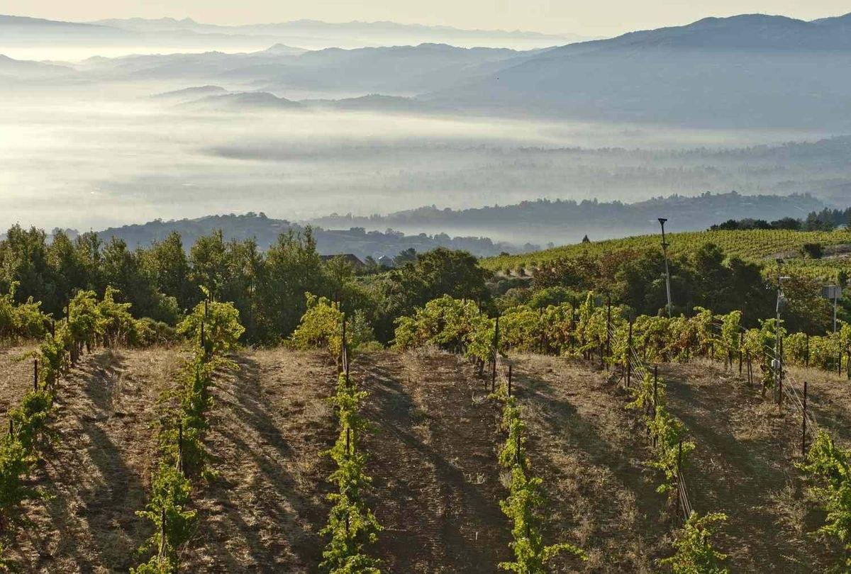 Corralitos Ridge Vineyards