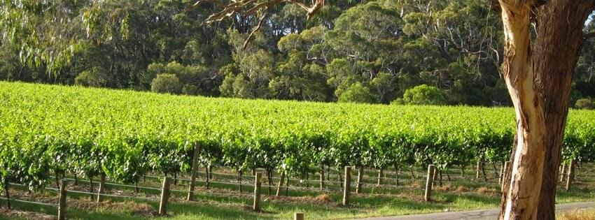 Top Note Vineyard