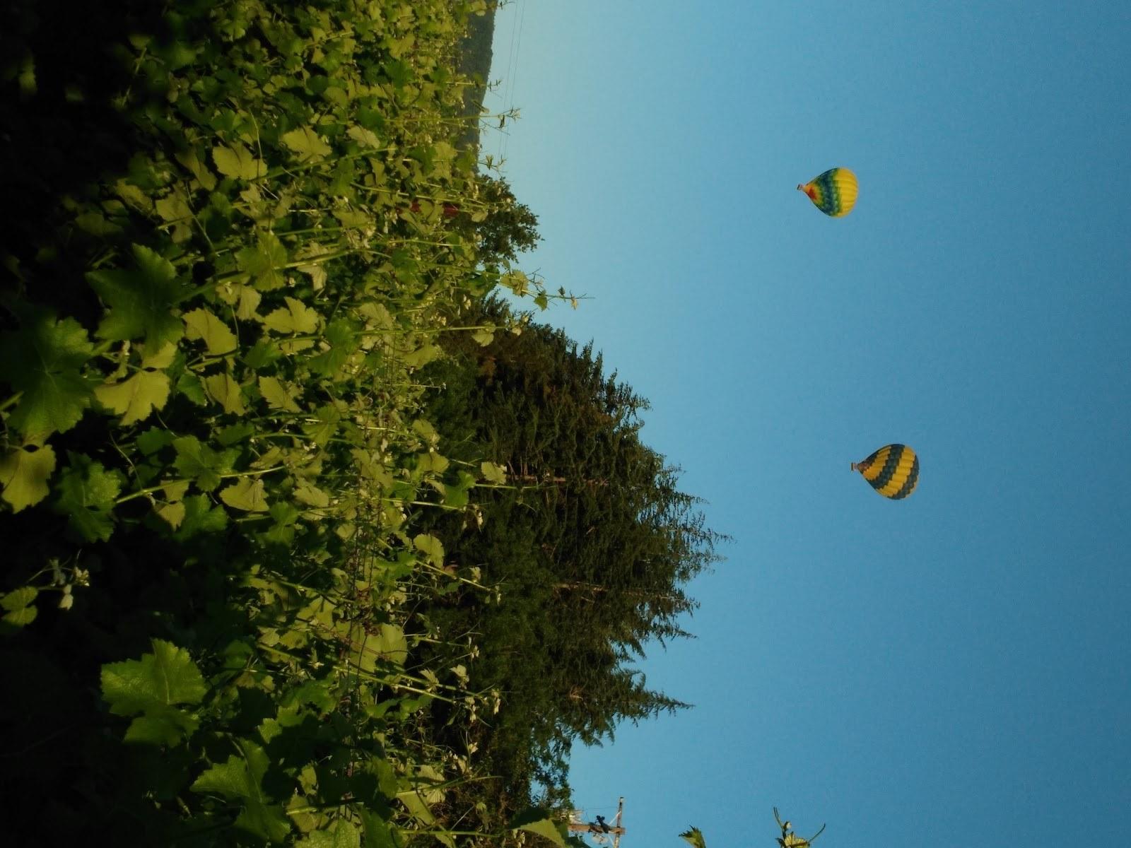 Kate's Vineyard