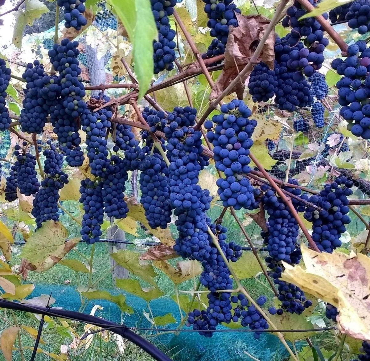 Barreca Vineyards
