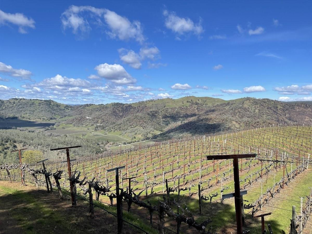 Green and Red Vineyard