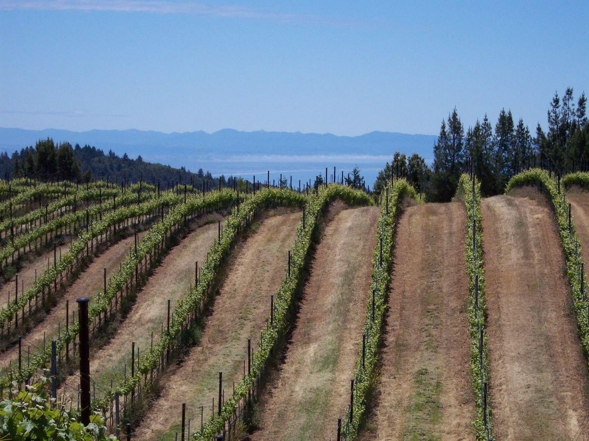 Muns Vineyard