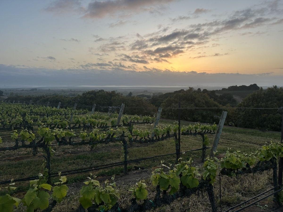 Clarice Wine Company