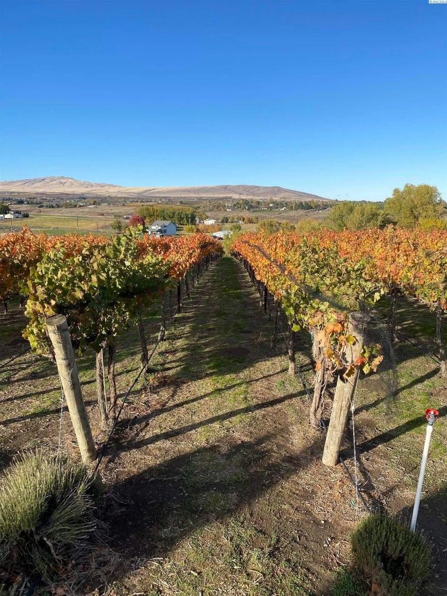 Pey-Lucia Vineyards (No longer producing)