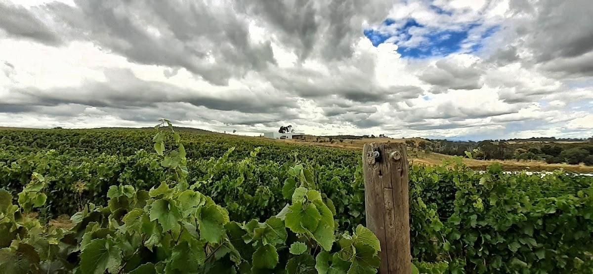Willem Kurt Wines