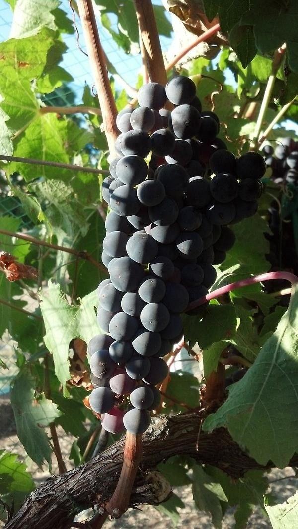 Waterville Winery