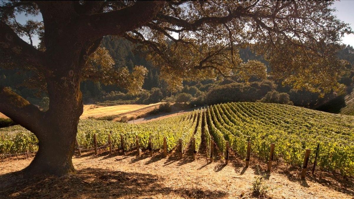 Rhys Vineyards