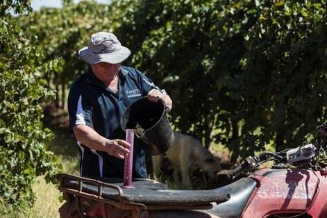 Baratto Wines