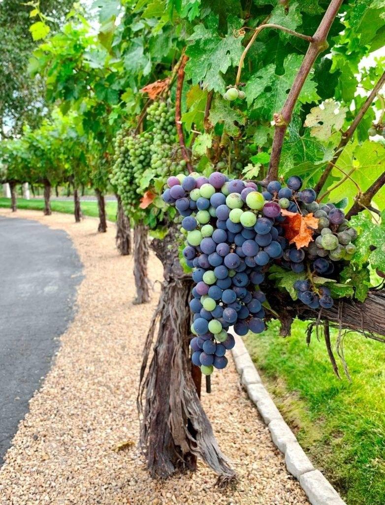 Longship Cellars