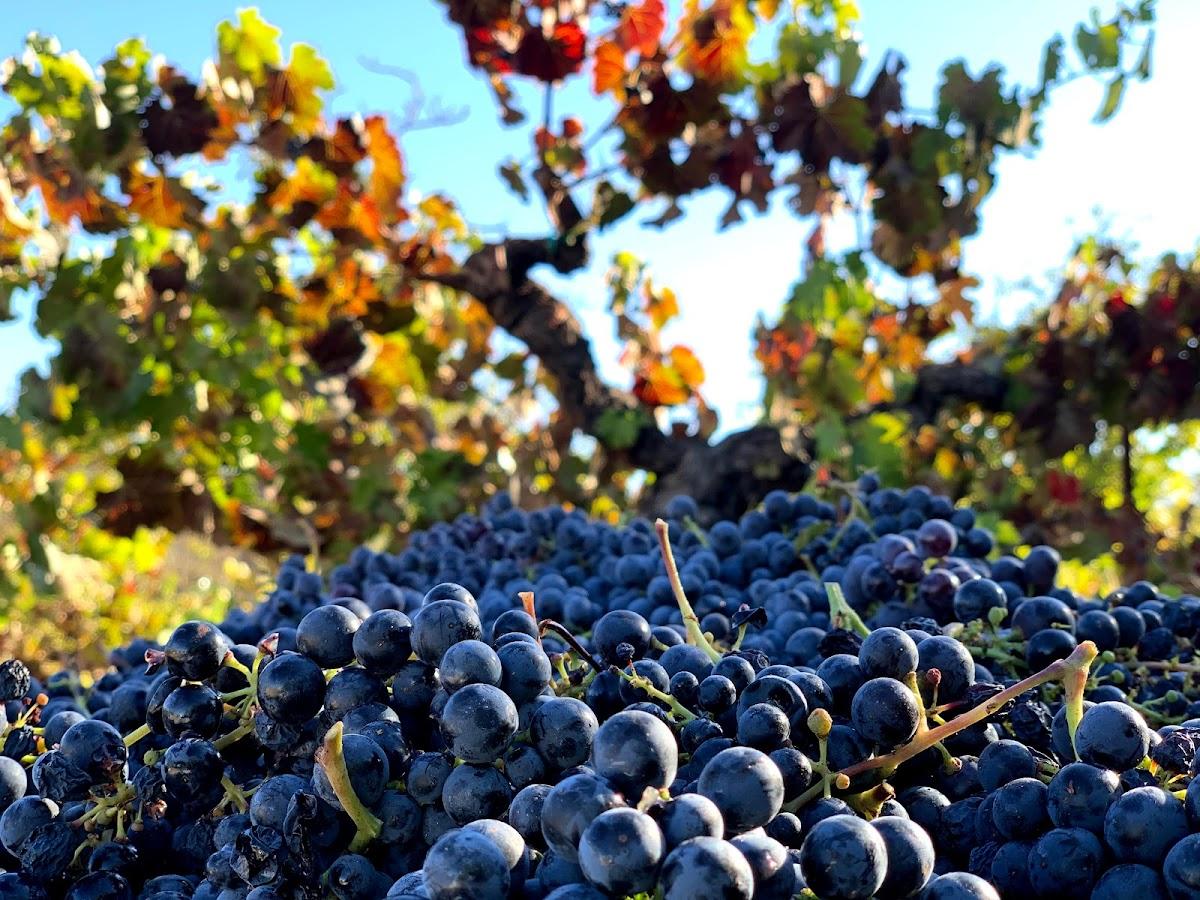 Intentus Fine Wines LLC