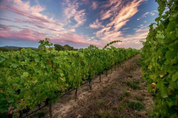 LACUNA WINES