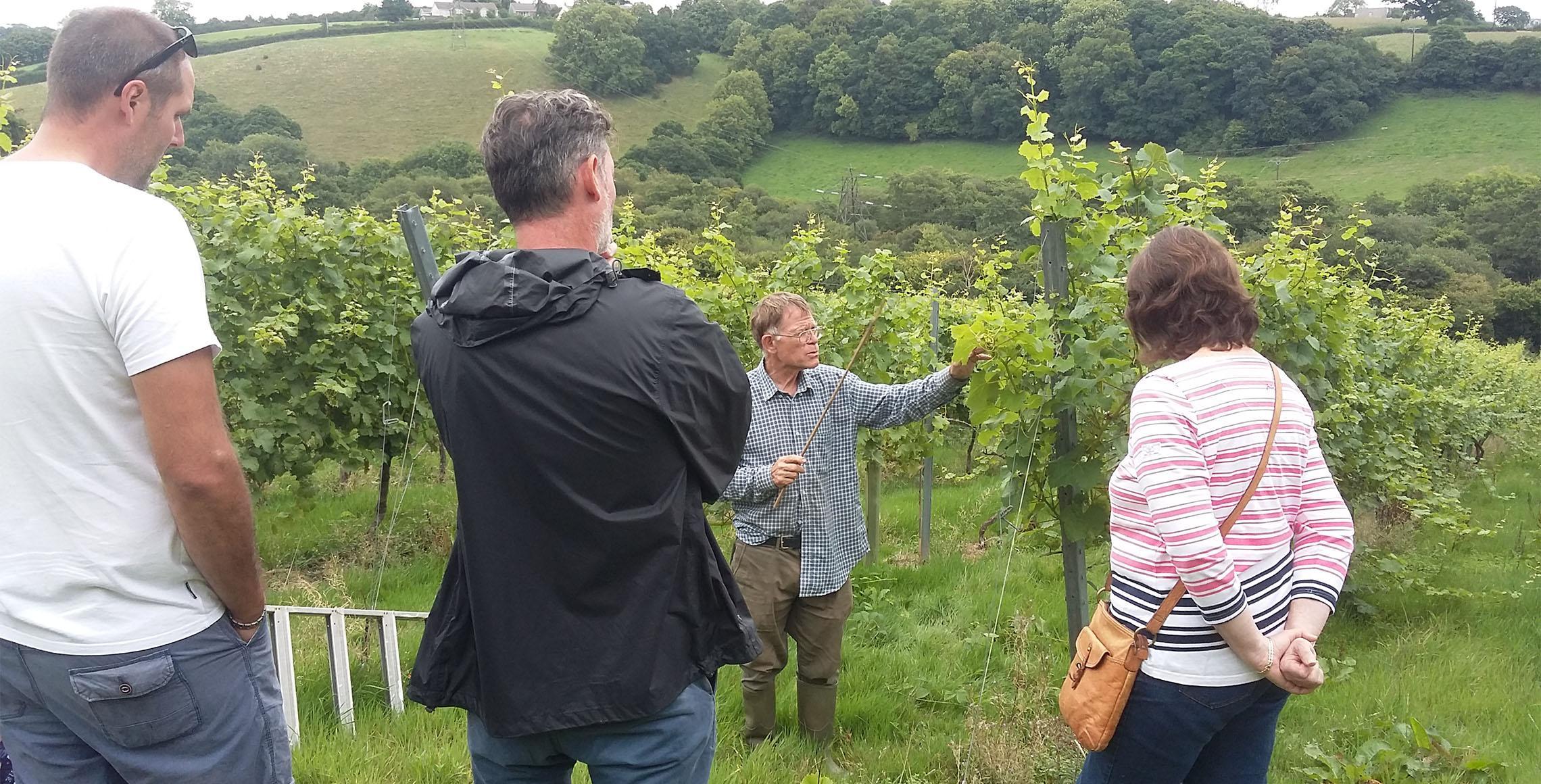 Looe Valley Vineyard