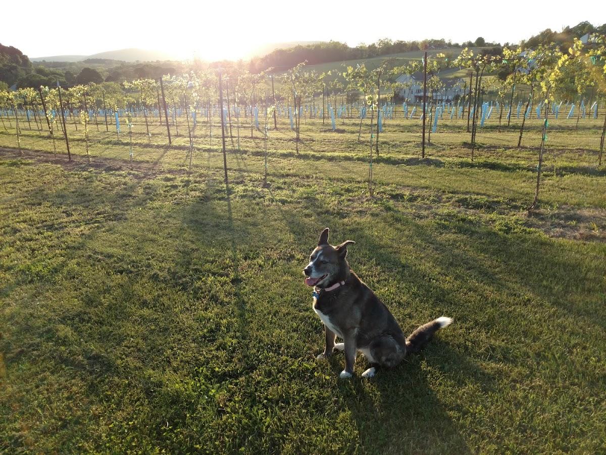 Lucky Leprechaun Vineyard and Winery,LLC