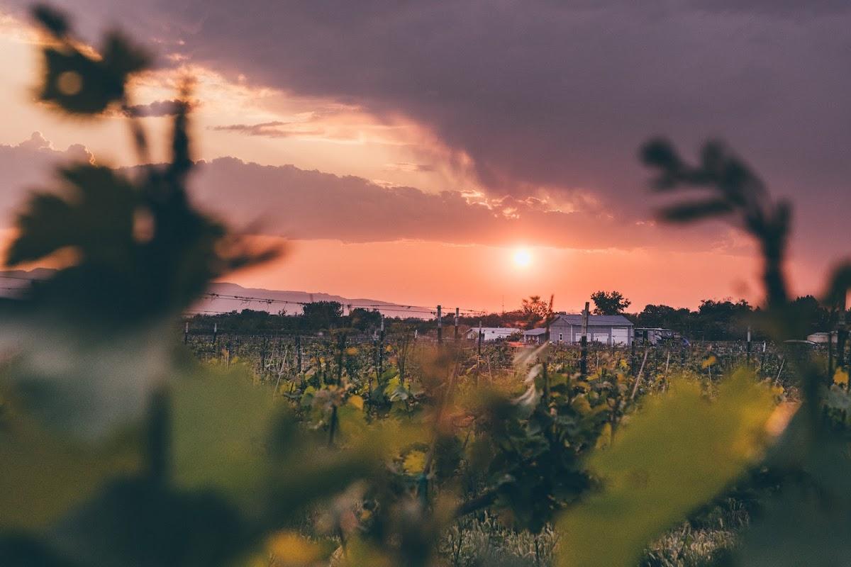 Mafia Princess Wines