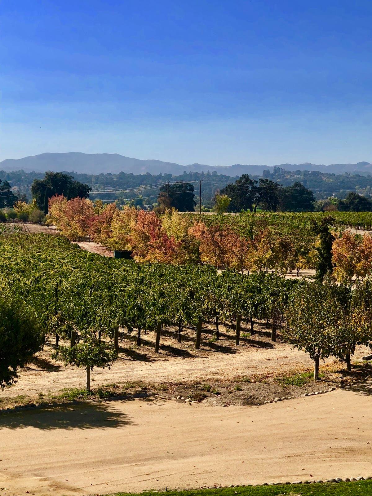 Maloney Vineyards