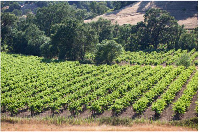 McFadden Vineyard