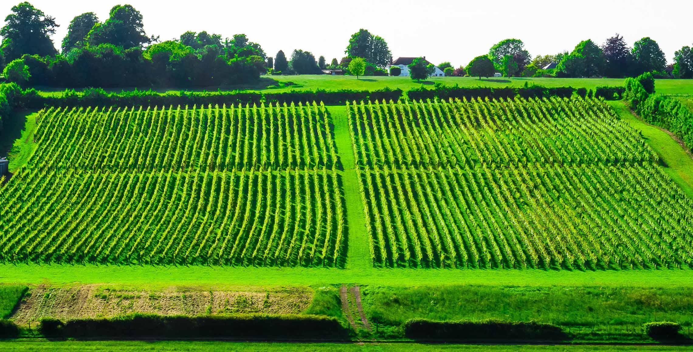 Meopham Valley Vineyard