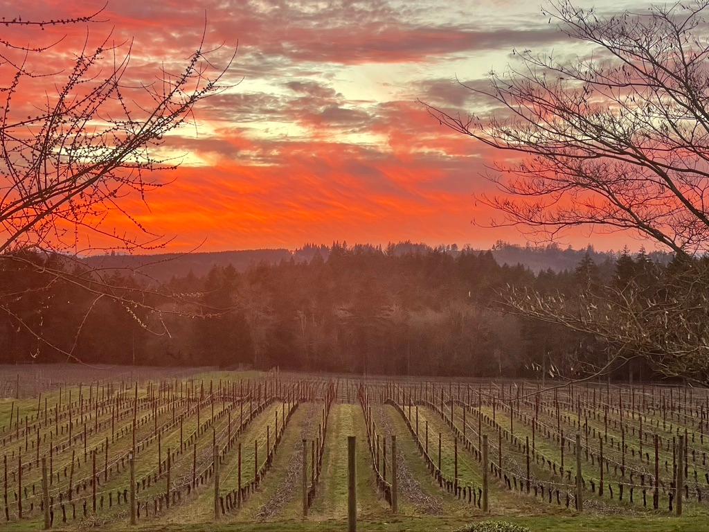 Norris Wines