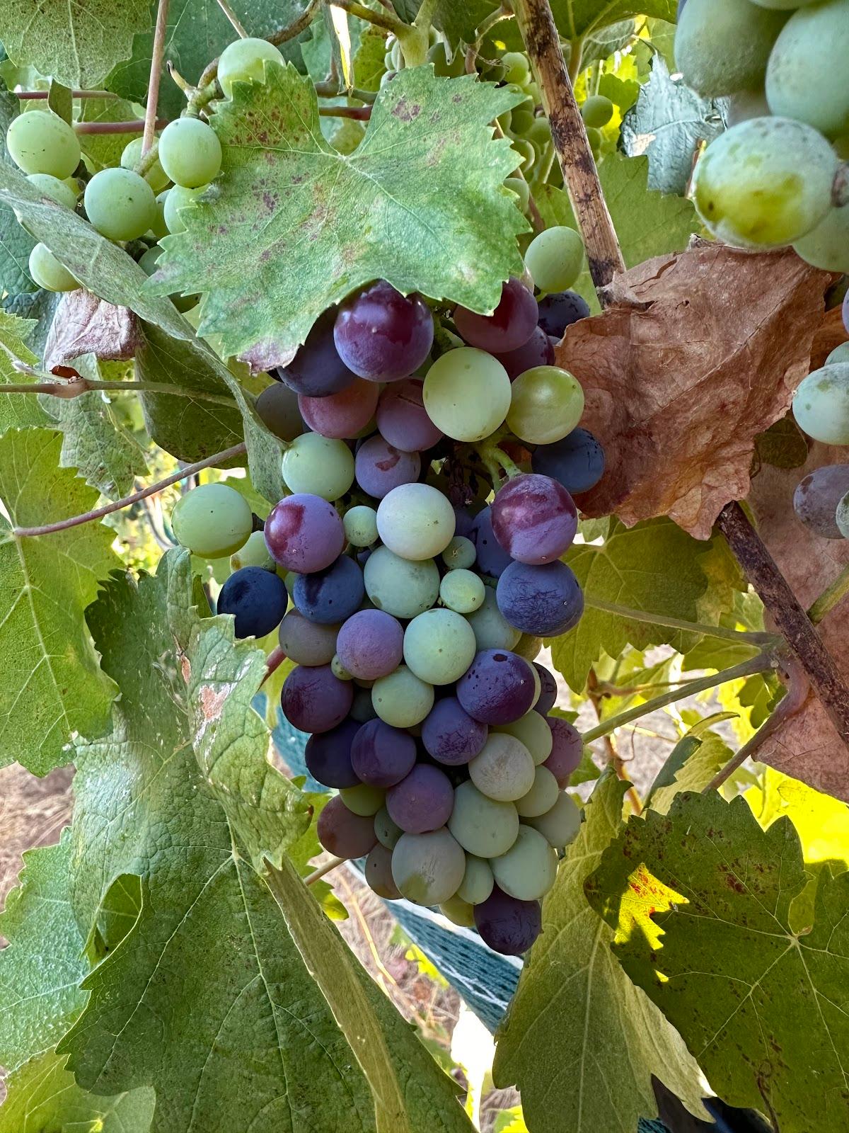 PANSARE CELLARS LLC