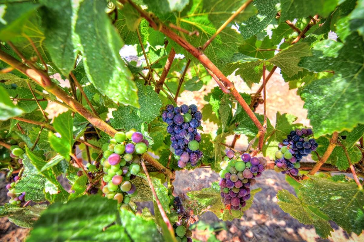 Roberts Vineyard