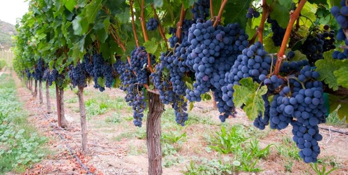 RUBIO FAMILY WINES, LLC