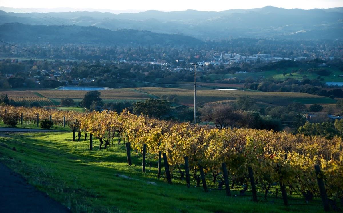 SCALON CELLARS INC.