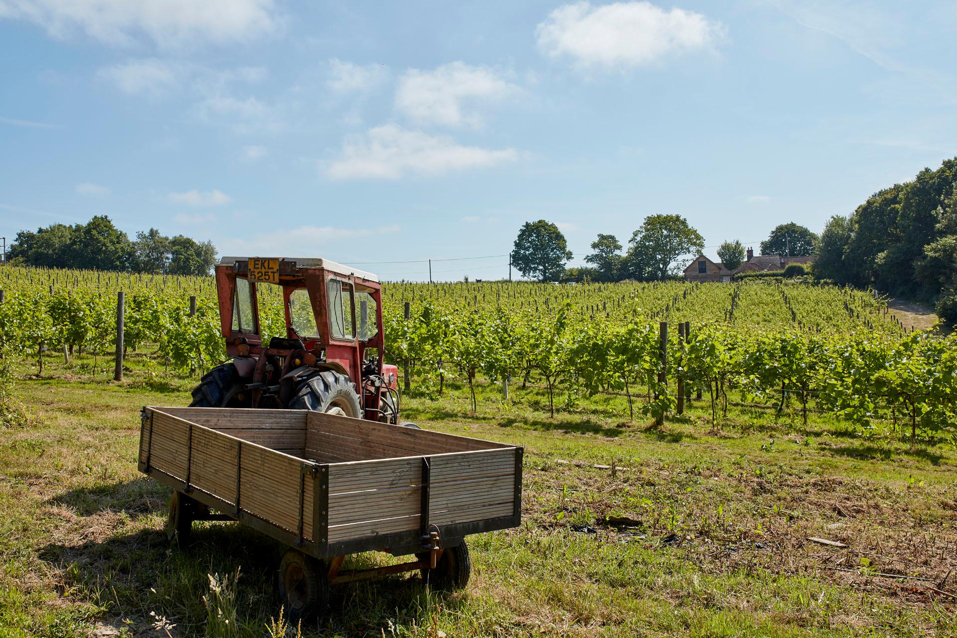 Sedlescombe Organic Vineyard