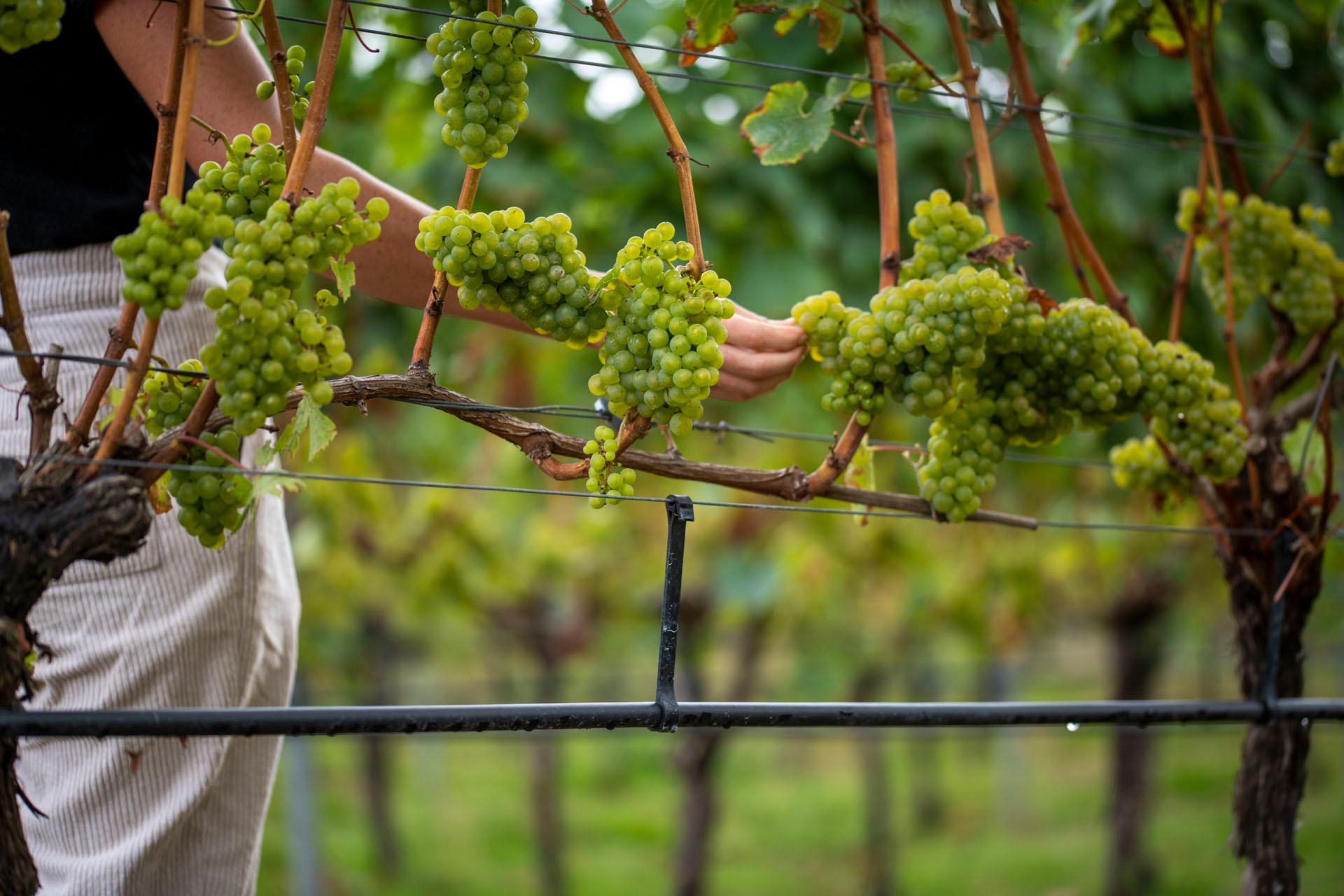 Stopham Vineyard