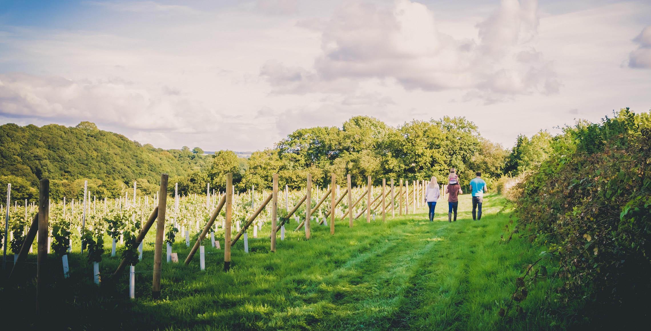 Swanaford Vineyard