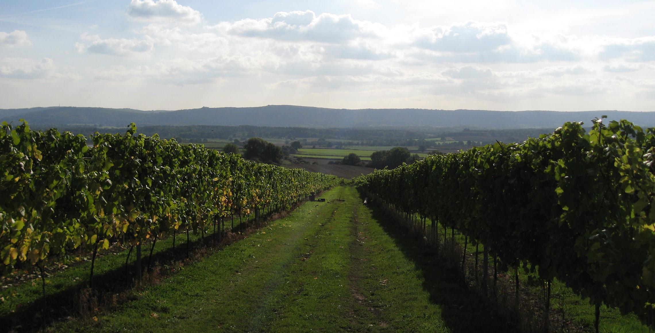 Upperton Vineyards