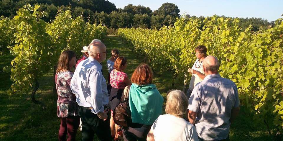 Valley Farm Vineyards