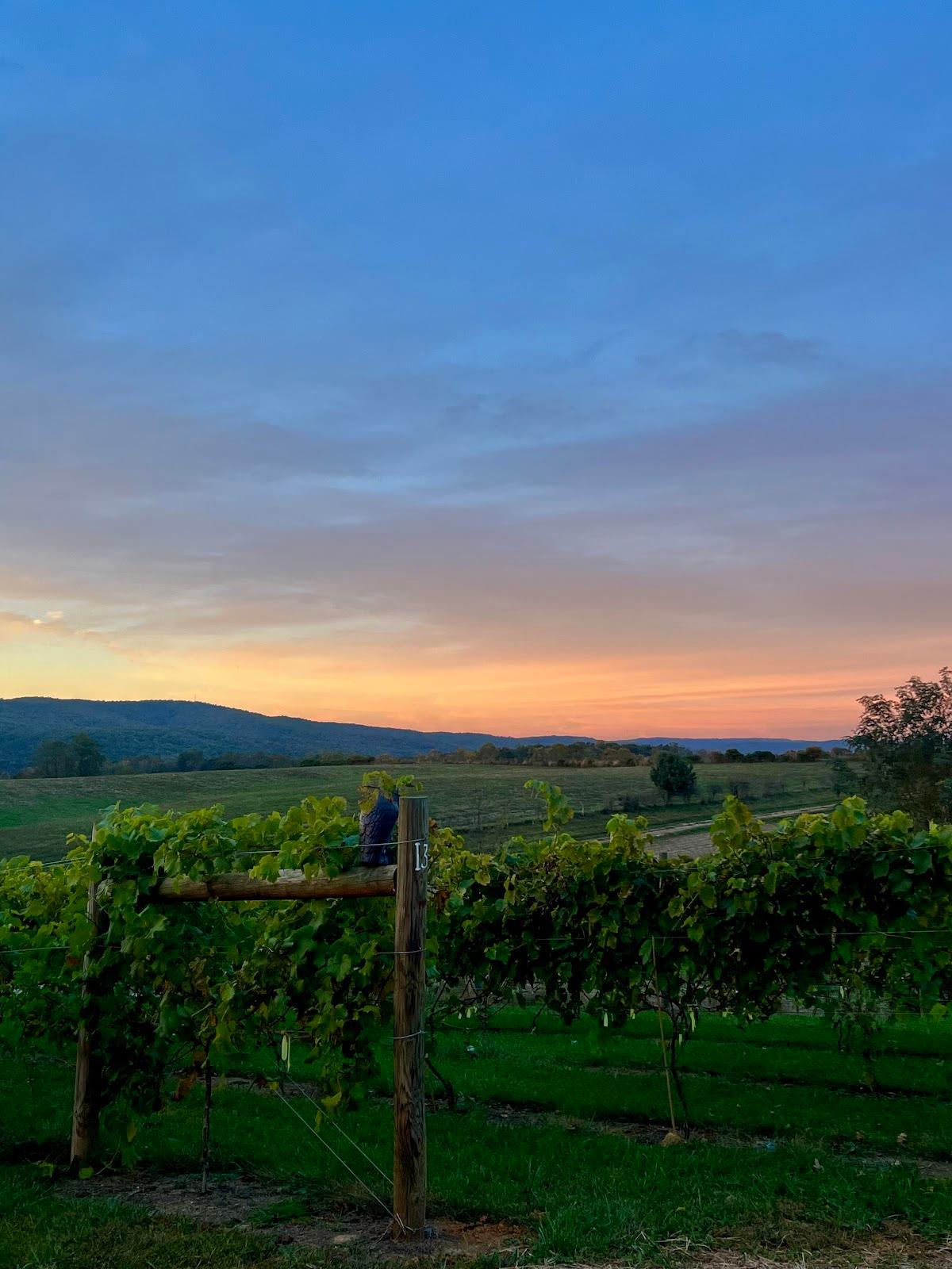 White Dog Vineyard