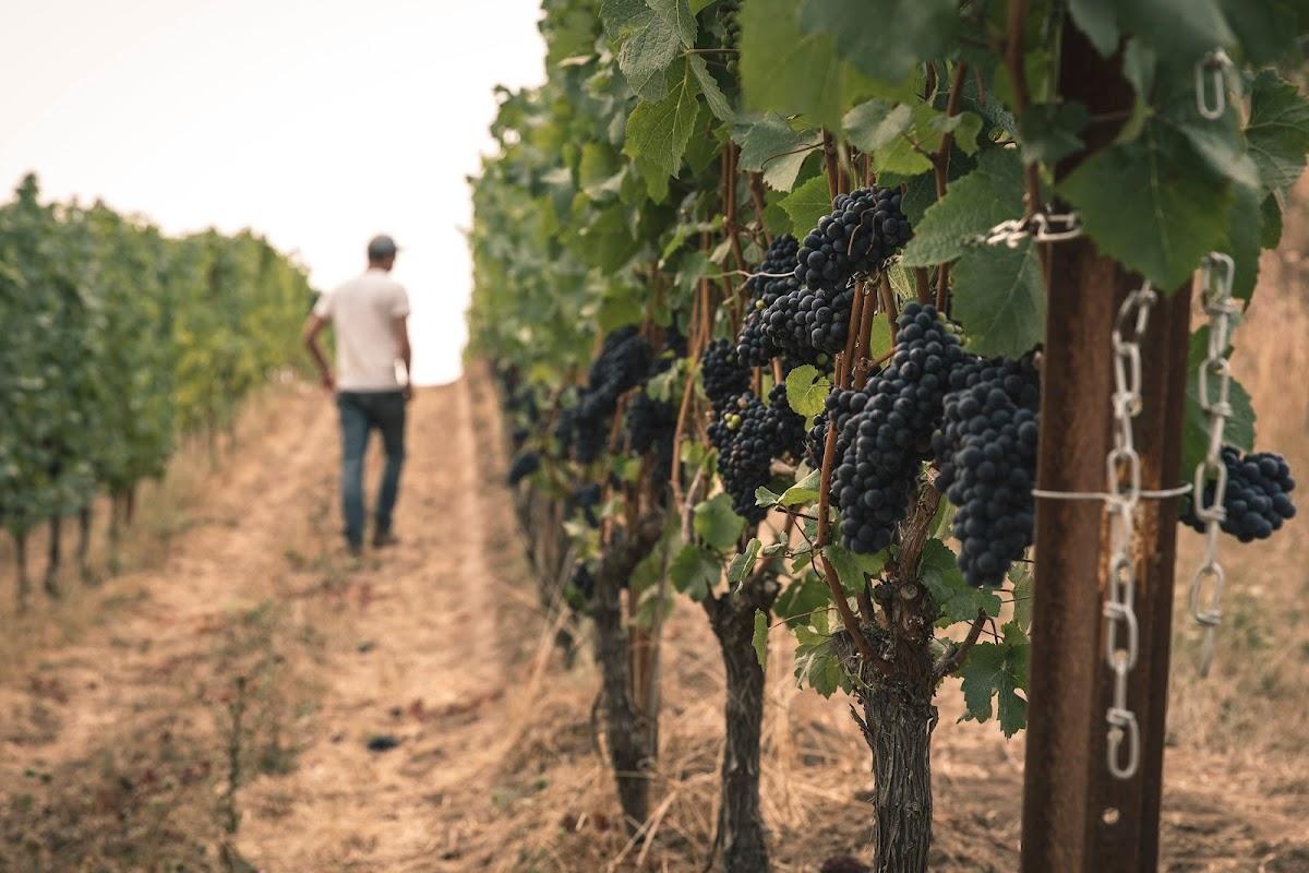 WINES OF KINGS LLC